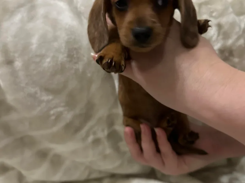 A-Z Dachshunds