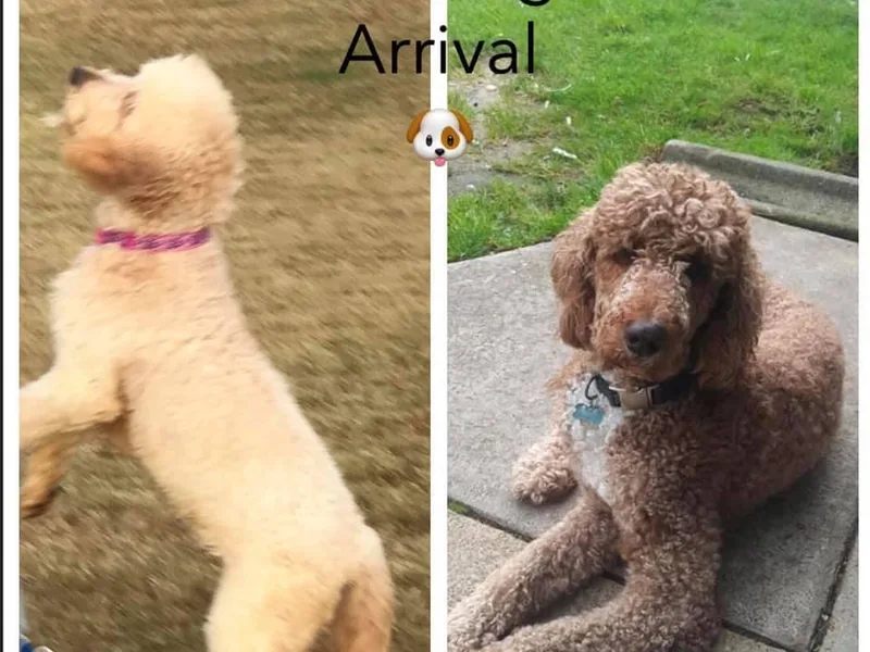 A1 Designer Pups and More