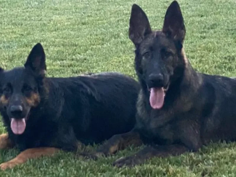 A1EliteK9 German Shepherds