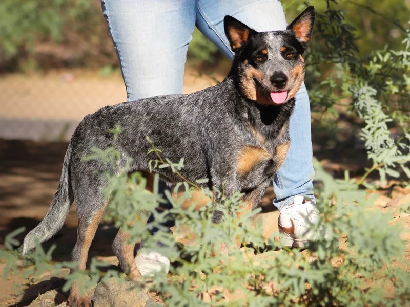 A2 Australian Cattle Dogs