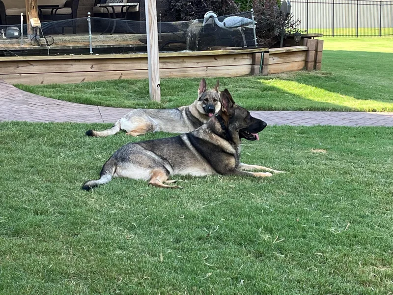 A2 German Shepherd Dogs