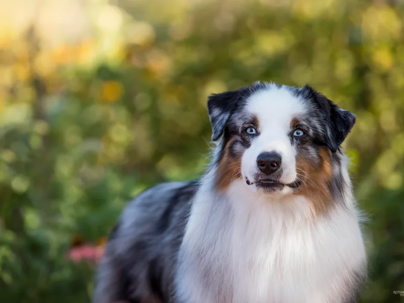 A2Z Mini American Sheperds