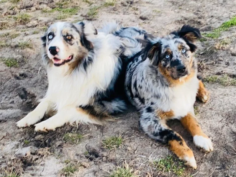 A6 Australian Shepards