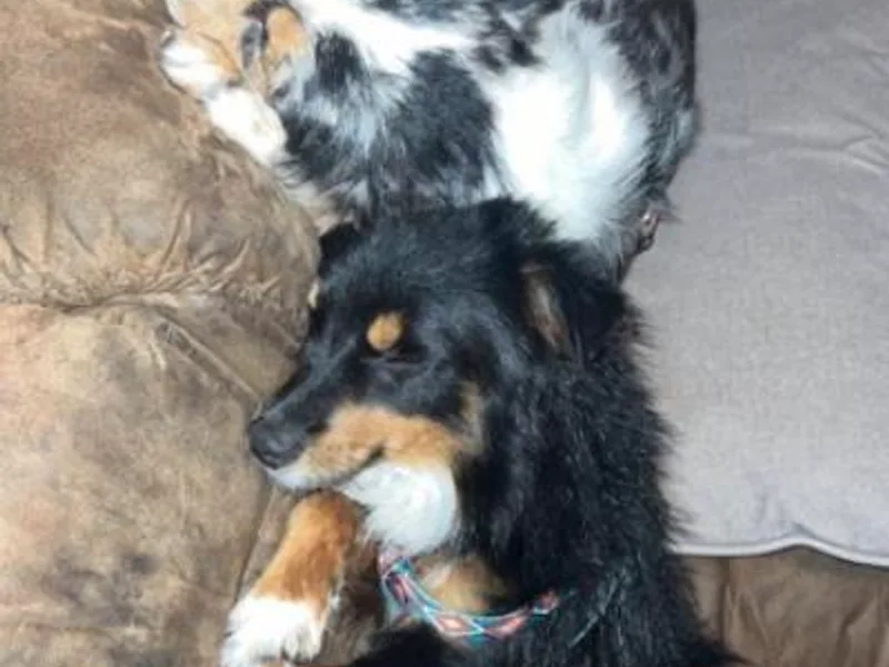 A6 Mini Aussies photo 1