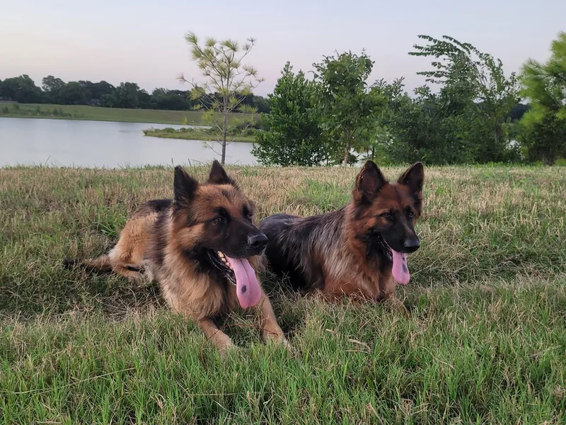 AA+ German Shepherds