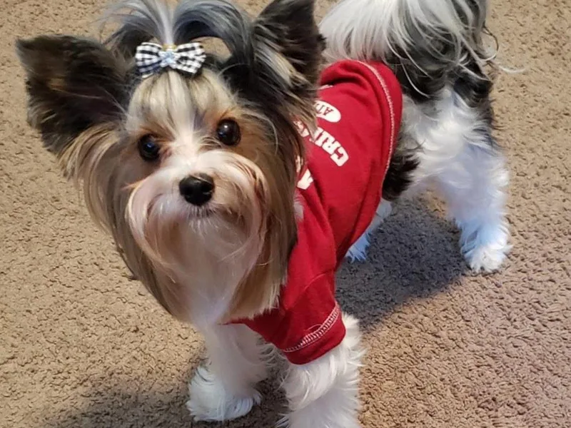 Aamore Mio Biewer Terriers photo 1