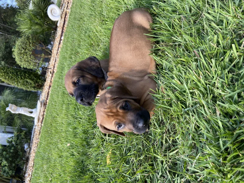 Aariel Ridgebacks photo 1