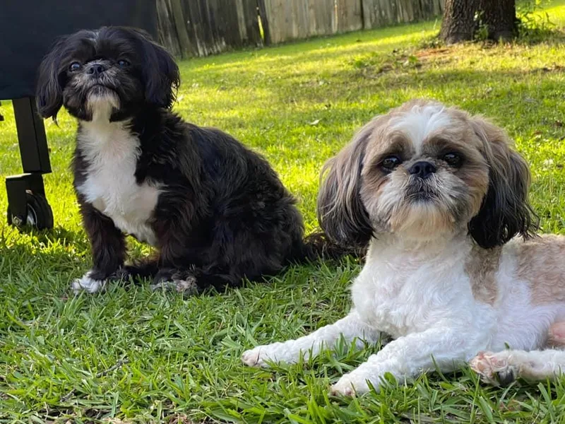 AB Cleveland Pups