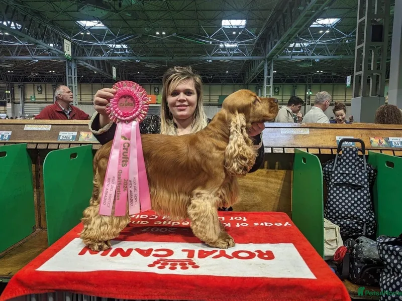Abbadoo Cocker Spaniels (Fully Licensed) photo 1