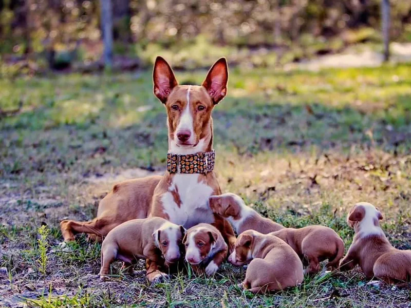 Abbaio Ibizan Hounds photo 1