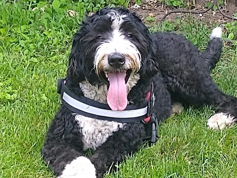 Abberdoodles bernedoodles photo 1