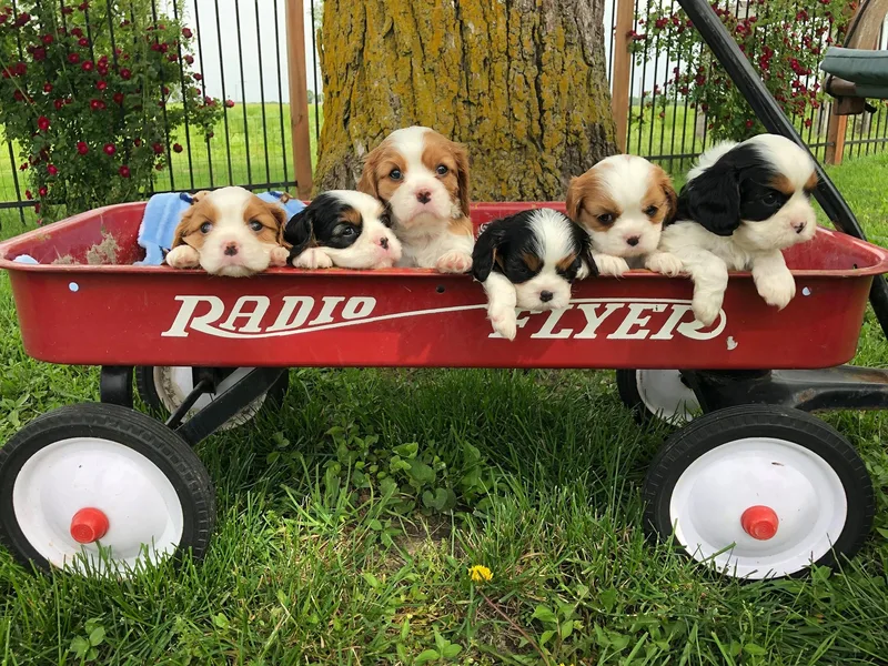 Abbey Road Cavaliers