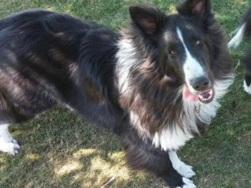 Abbeyglen Shelties photo 1
