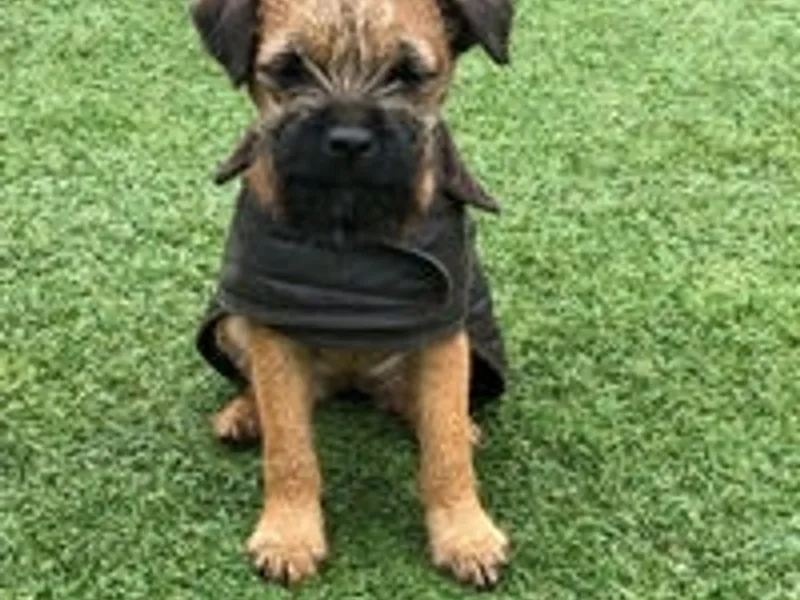 Abbies Terriers photo 1