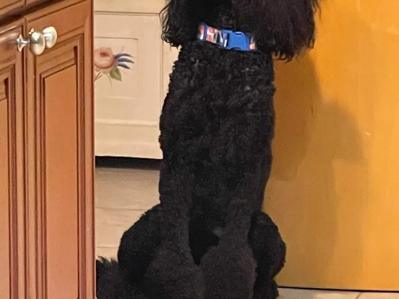 Abbott Standard Poodles