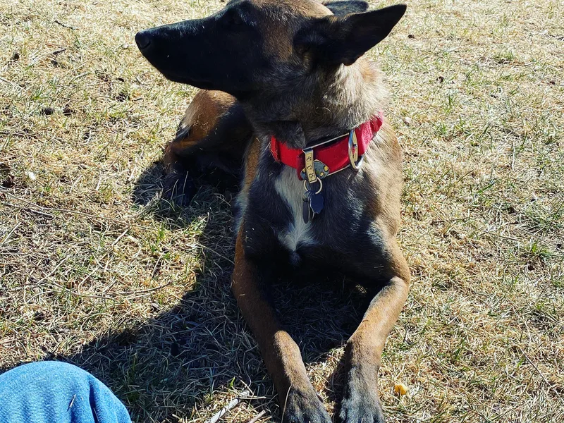 Abby's Belgian Malinois photo 1