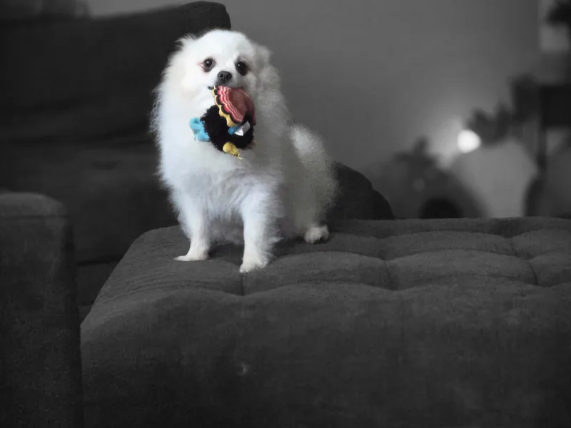 Abby's Pampered Pooches