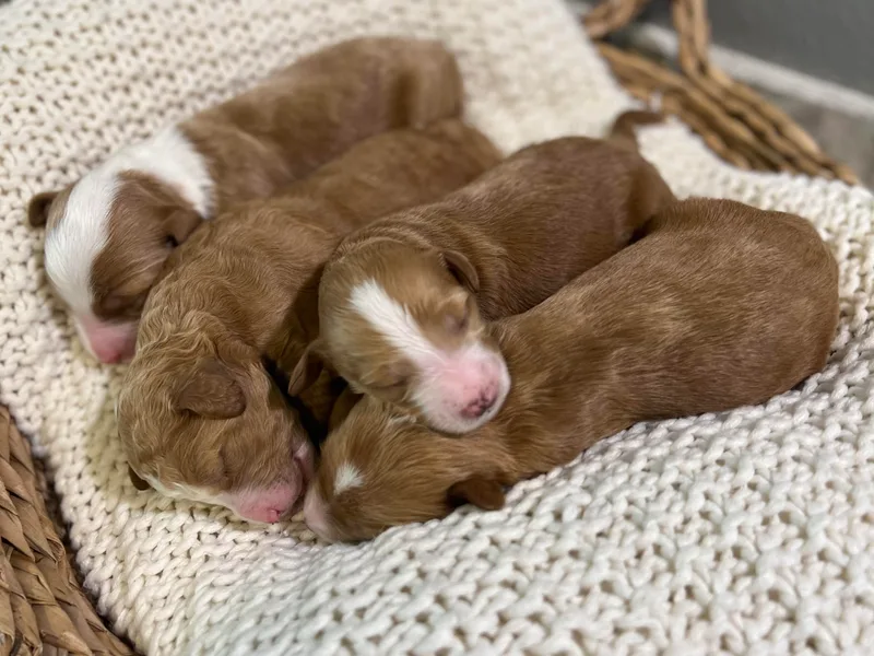 Abby’s Standard Goldendoodles