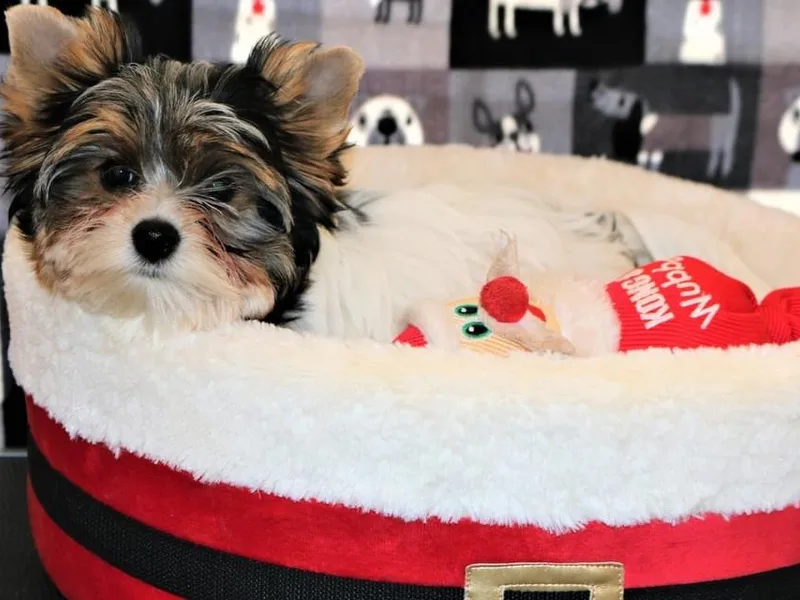 ABC Biewers and Biros