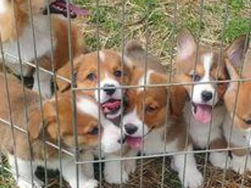 Abc Cattle Co corgis