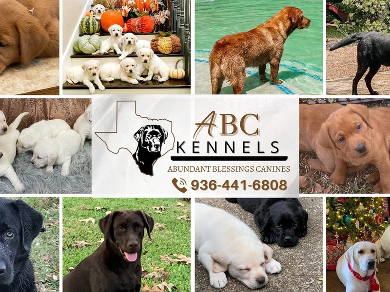ABC Kennels of Texas