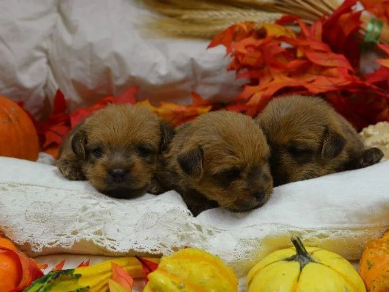 Abella Norfolks photo 1