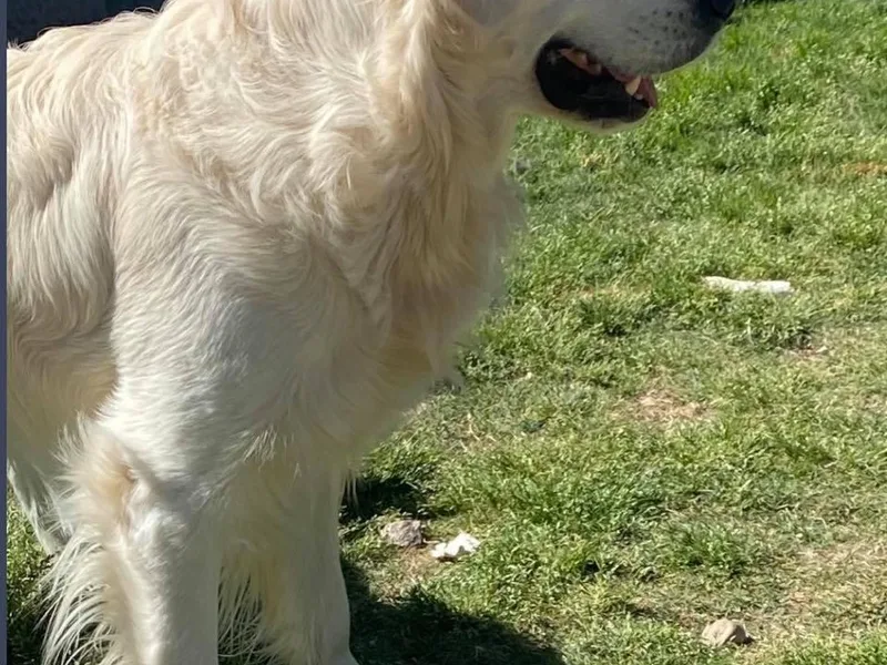 Abels Envy Retrievers