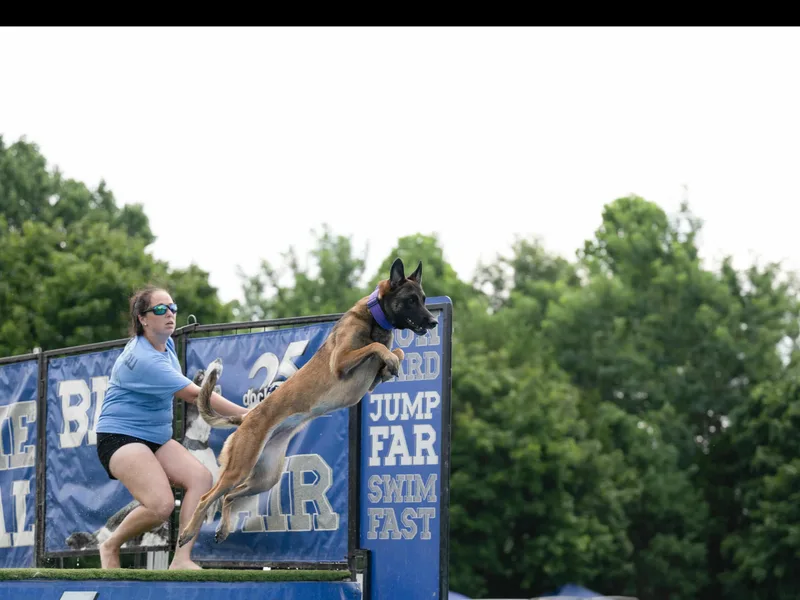 Abenteurer German Shepherds &amp; Belgian Malinois photo 1