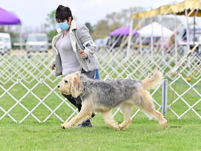 Aberdeen Otterhounds photo 1