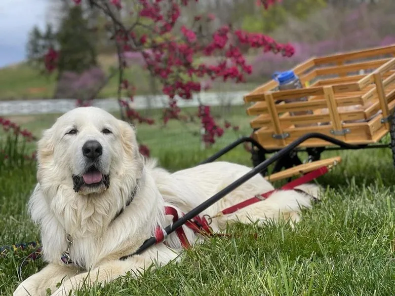 Abiega Great Pyrenees