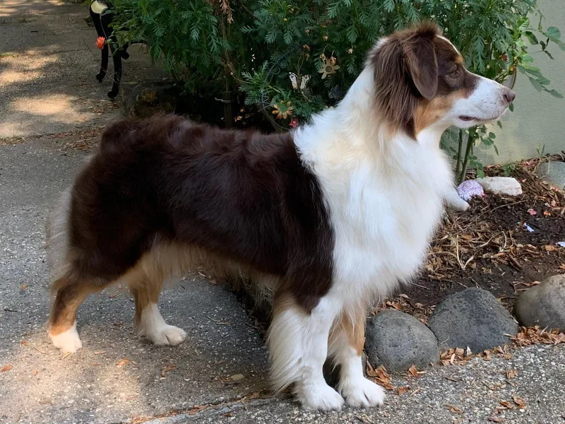 Abigail’s Angels Australian Shepherds