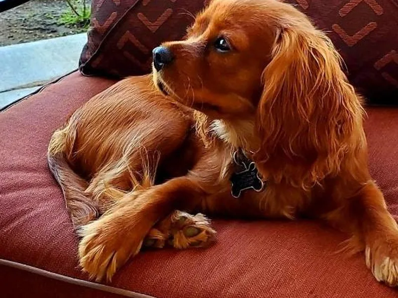 Abigails Fancy Fans Cavaliers