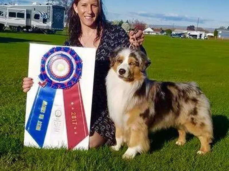 Abington Miniature American Shepherds photo 1