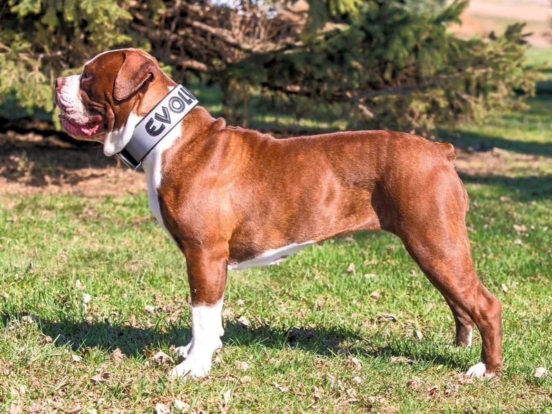 ABK Bulldogges