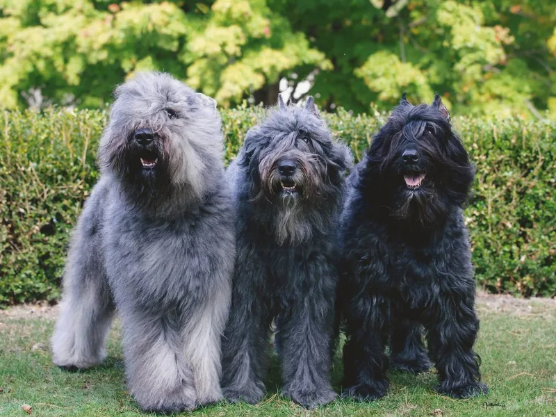 Abken Bouviers photo 1