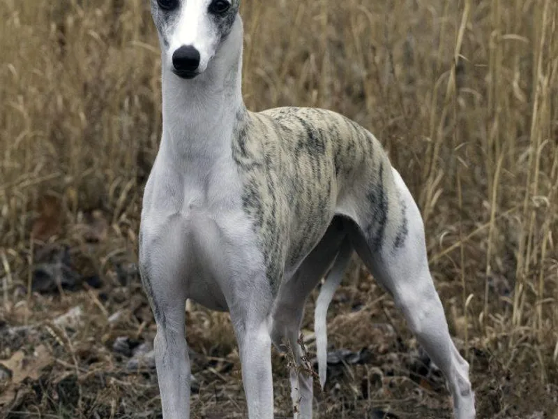 Ableaim Whippets