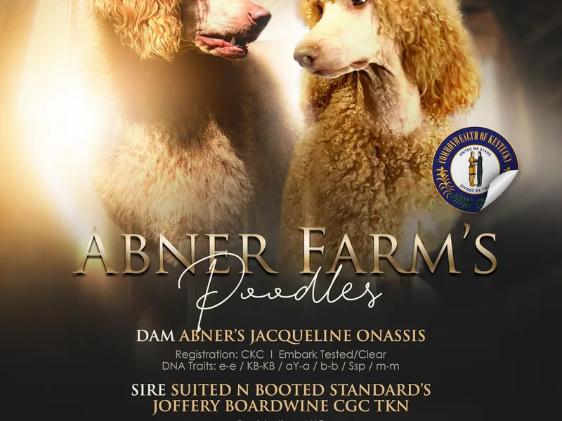 Abner Farm’s Poodles