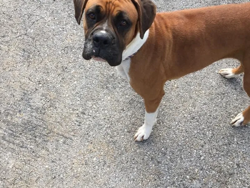 Abney’s Boxers of Bowling Green
