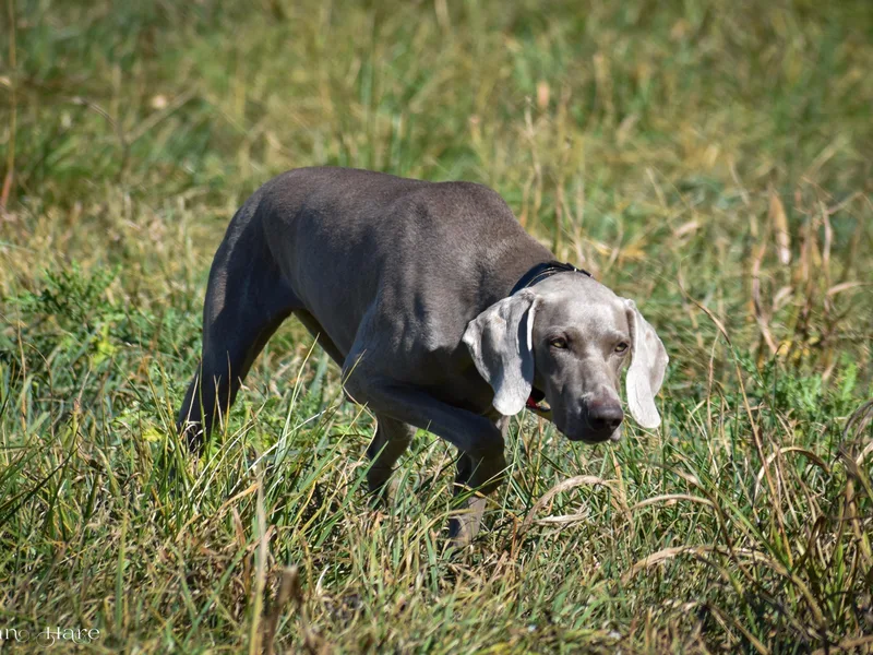 About Time Weimaraners