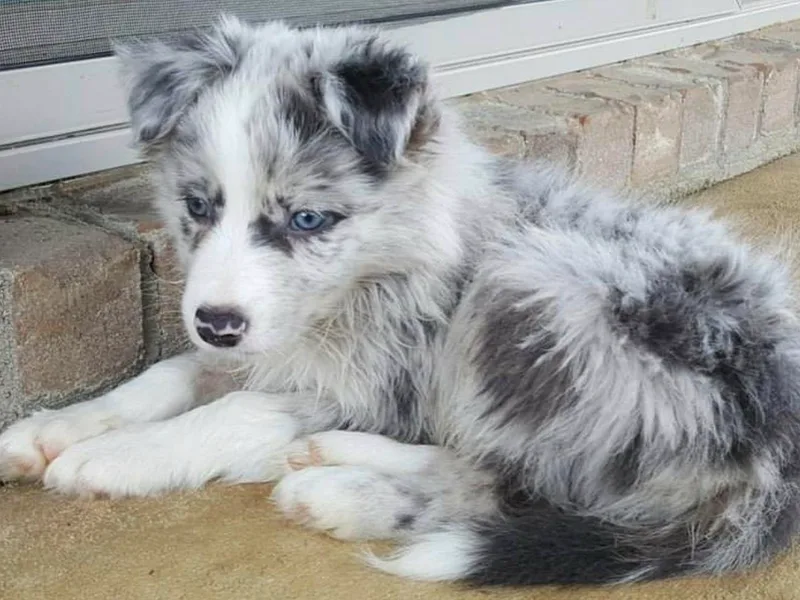 Above &amp; Beyond Border Collies