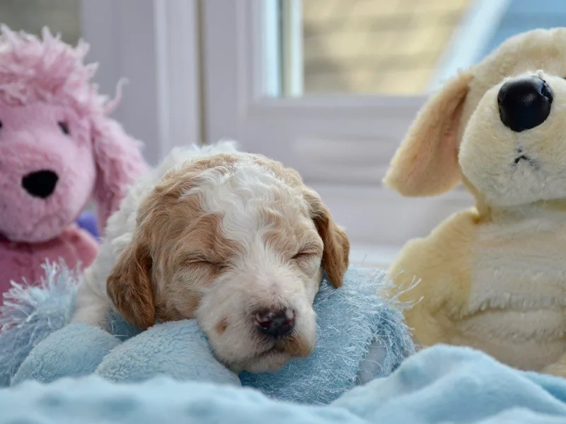 Above and Beyond Standards