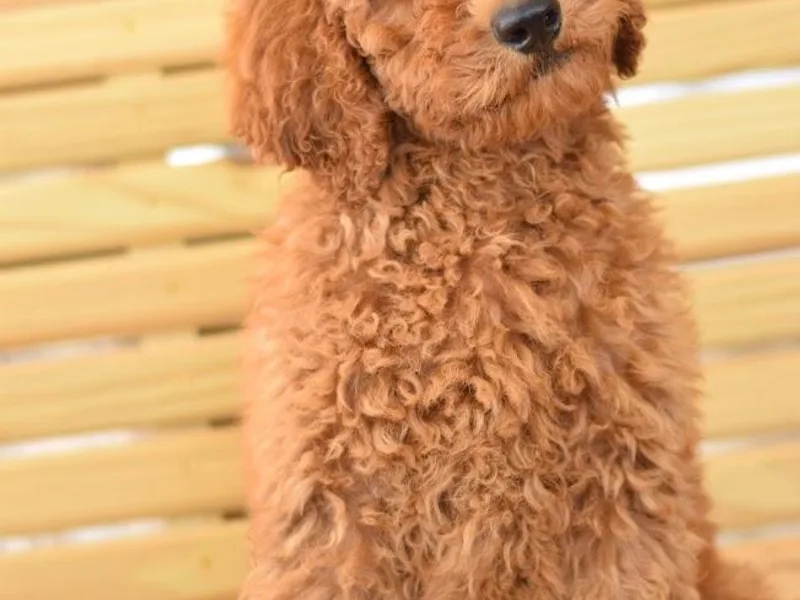 Above Standard Poodles