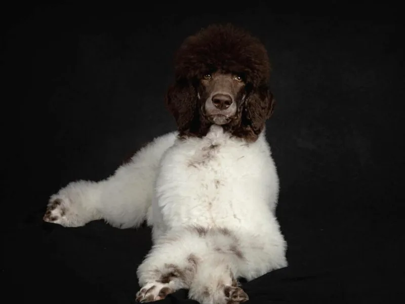 Above the Standard Dogs