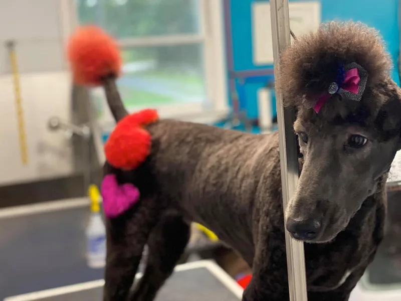 Above the Standard Poodles