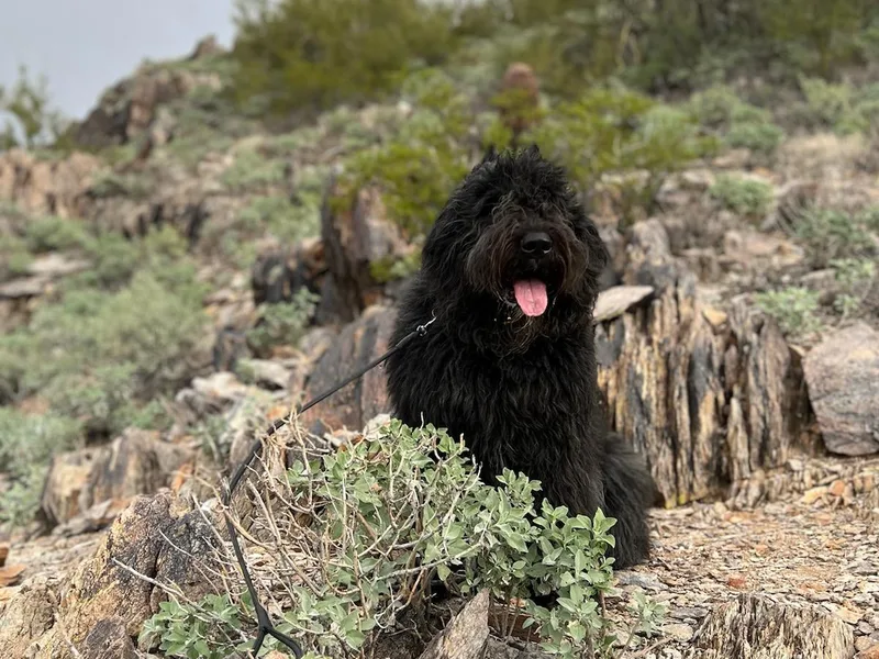 Abrielle Bouviers photo 1