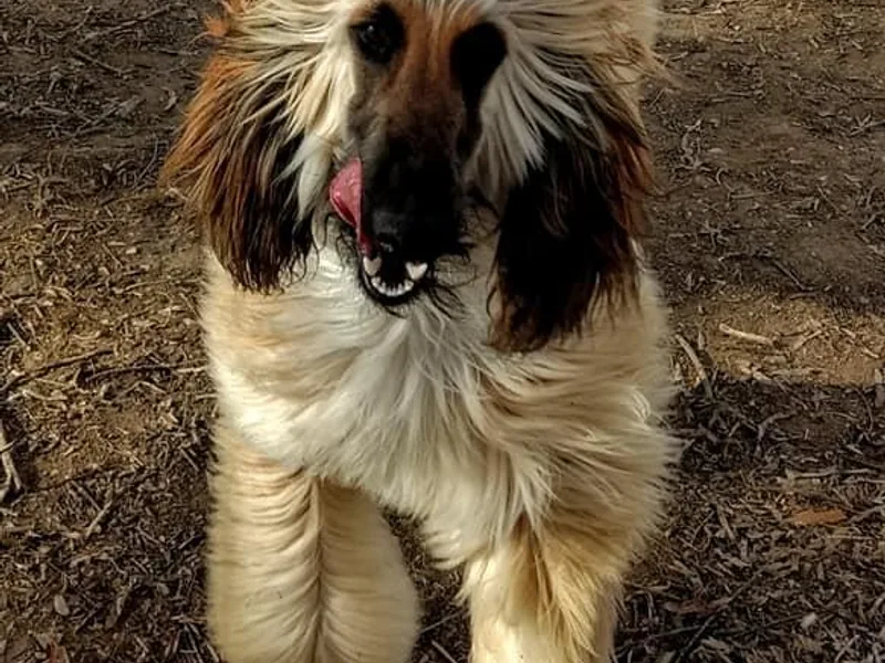 Absolut Afghan Hounds photo 1