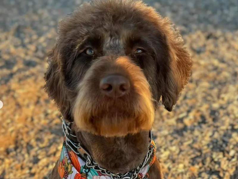 Absolute Australian Labradoodles photo 1