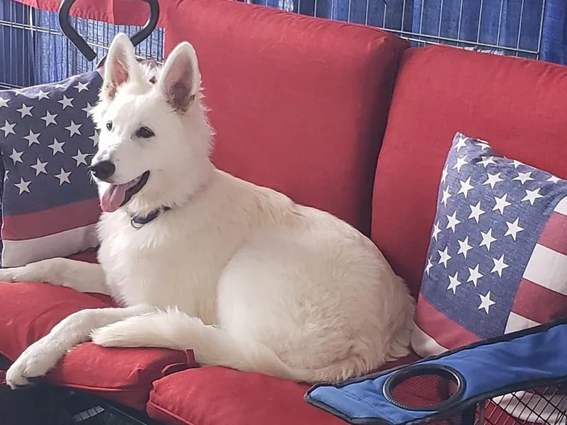 Absolute Dream White Swiss Shepherds photo 1
