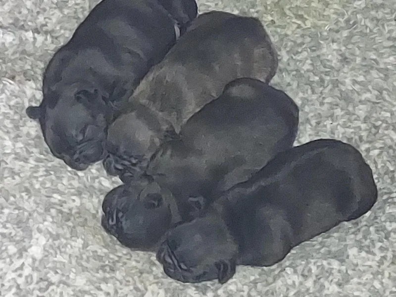 Absolute Frenchie Connection