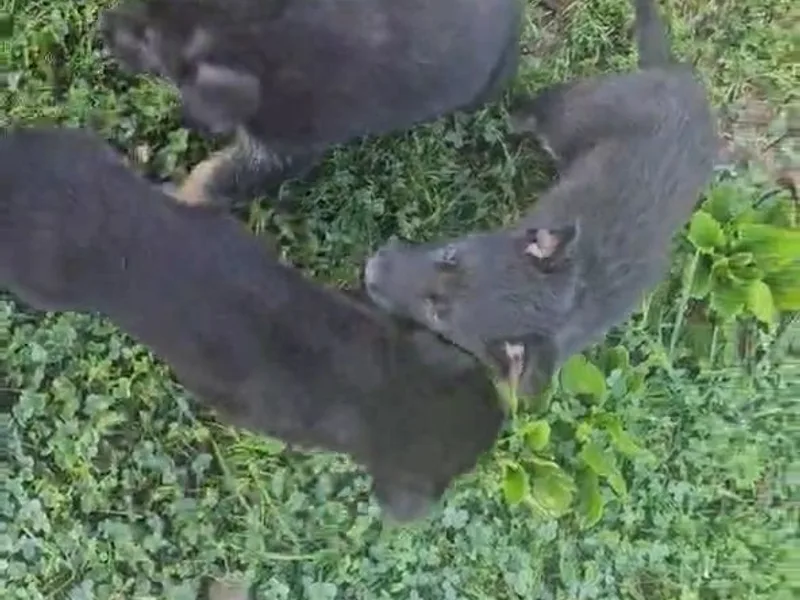 Absolute German Shepherds